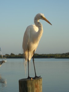 Pelikan_Pier_Naples