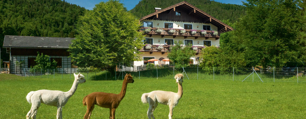 DasFranzl_Haus_mit_Alpakas.Bild@DasFranzl.jpg