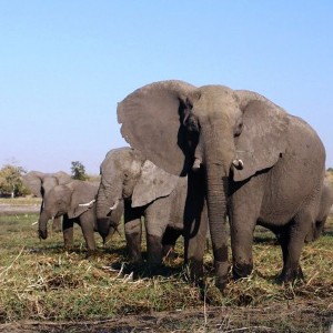 For Family Reisen-Safari mit Kindern_kl.Zuschnitt; Bild_PR