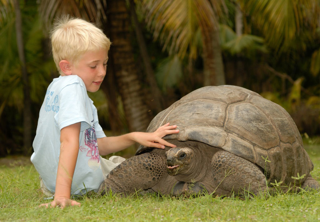 Fuetterung der Riesenschildkroeten_Coral Strand Hotel