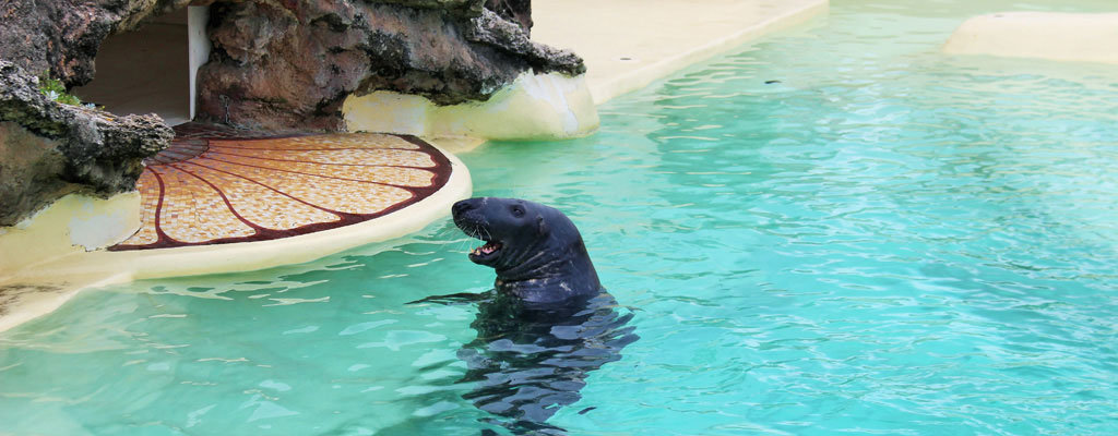 Robbe_Aquqrium_Biarritz_©AndreaFischer_Trips4Kids