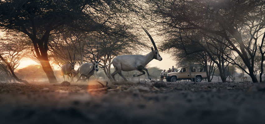 Abu Dhabi - Arabian Wildlife