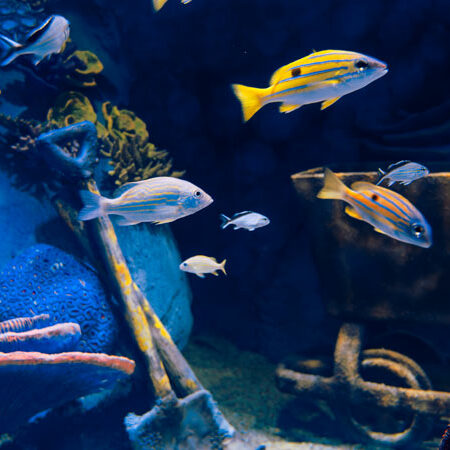 Alpentherme Gastein - Aquarium Bild: Marktl Photography
