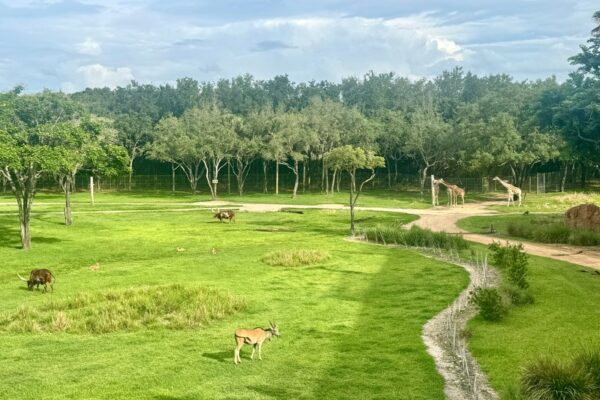 Animal Kingdom Lodge – Giraffen vor dem Haus Animal Kingdom Lodge - Giraffen vor dem Haus Foto: © Andrea Fischer, Trips4Kids.de