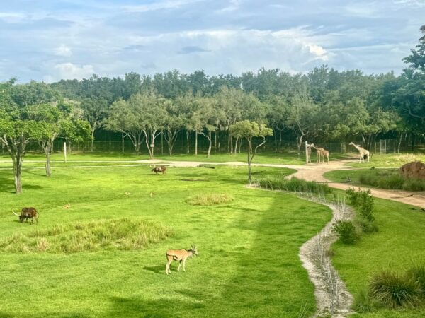 Animal Kingdom Lodge - Giraffen vor dem Haus Foto: © Andrea Fischer, Trips4Kids.de