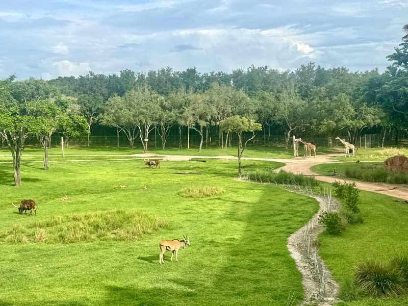 Animal Kingdom Lodge - Giraffen vor dem Haus Foto: © Andrea Fischer, Trips4Kids.de