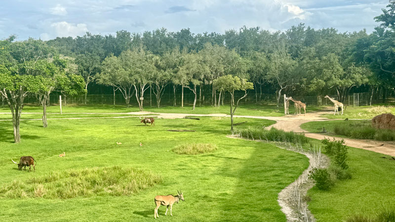 Animal-Kingdom-Lodge-Savanne-vor-dem-Balkon Animal-Kingdom-Lodge-Savanne-vor-dem-Balkon Foto: © Andrea Fischer, Trips4Kids.de