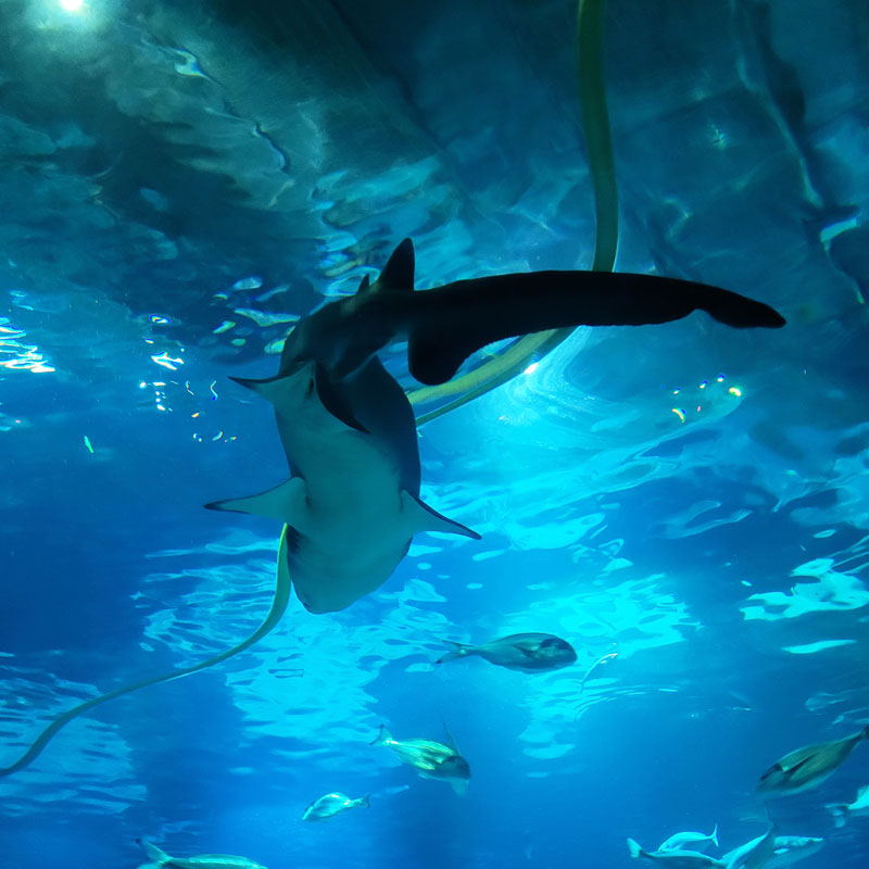 Hai -Aquarium-Barcelona Hai -Aquarium-Barcelona Foto: © Aline Scheuböck Trips4Kids.de