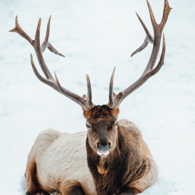 BullElk-MikeSeehagel-CR BullElk-MikeSeehagel-CR