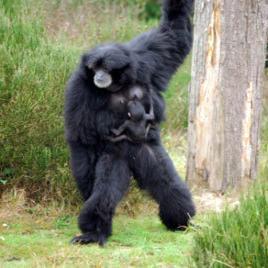 Cerza-Safari-Lodge_siamangs@CerzaPR.1 Schimpansen in der Cerza Safari Lodge & Zoo; Bild: PR