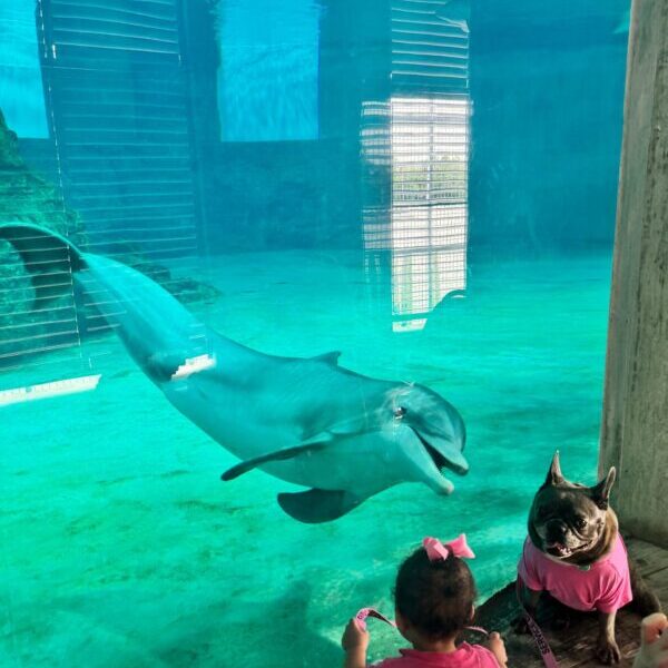 Clearwater_Marine_Aquarium_Delfin_trifft_Hund Foto: © Andrea Fischer, Trips4Kids.de