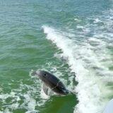 delfin_heckwelle Foto: © Andrea Fischer, Trips4Kids.de