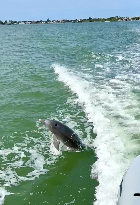delfin_heckwelle Foto: © Andrea Fischer, Trips4Kids.de