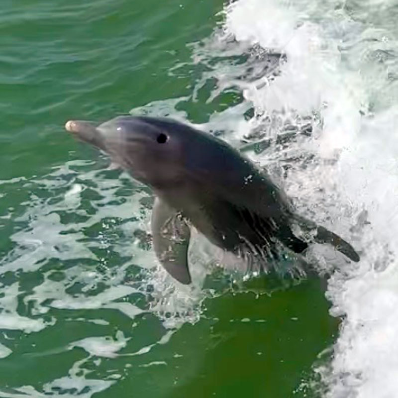 Dolphin Dolphin-Marco-Island Foto: © Andrea Fischer, Trips4Kids.de