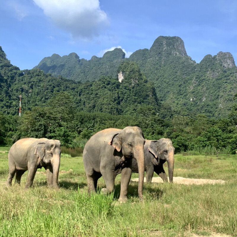 Elephant-Hills,-3-Elefanten Elephant-Hills,-3-Elefanten Foto: © Andrea Fischer