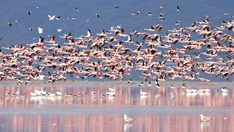 Evaneos_Safari_Tansania_Flamingos.Bild.EveneosPR.quer Evaneos Safari Tansania: Flamingos