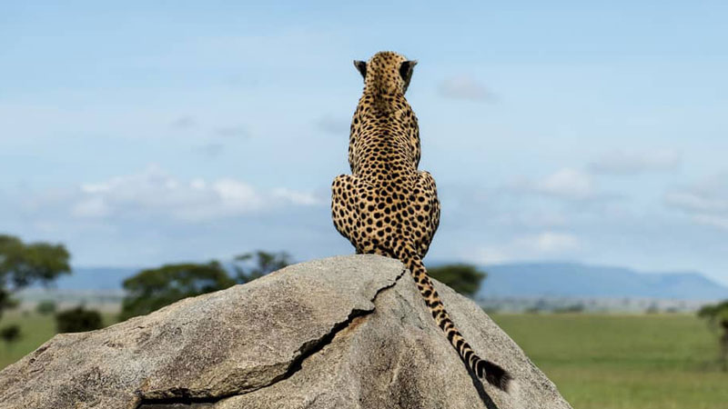 Evaneos_Safari_Tansania._Leopard.Bild.EvaneosPR-S.quer Evaneos Safari Tansania: Leopard