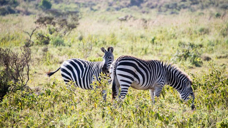 Evaneos_Safari_Tansania_Zebras.Bild.EvaneosPR.quer Evaneos Safari Tansania: Zebras