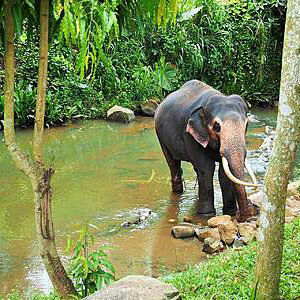 Evaneos_SriLanka_Elefanten.Bild.Shutterstock/EvaneosPR.1 Evaneos Sir Lanka: Elefanten