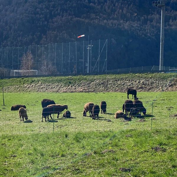 Garberhof - Schafe beim Nachbarn