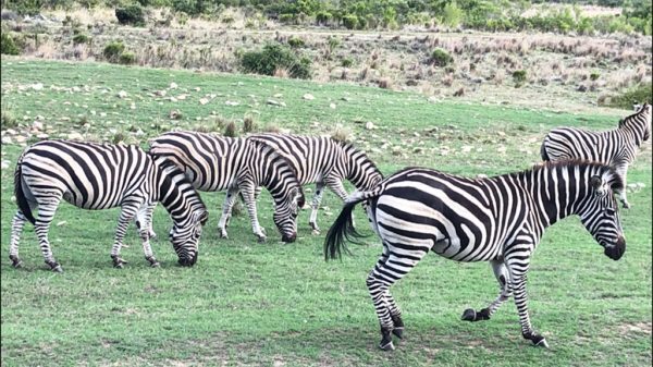 Gondwana Zebras