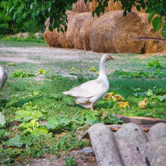 Gut Oberstockstall Enten