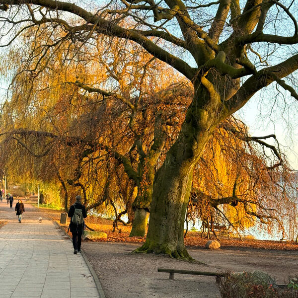 Herbstbaum-Alster Herbstbaum-Alster Foto: © Andrea Fischer Trips4Kids.de