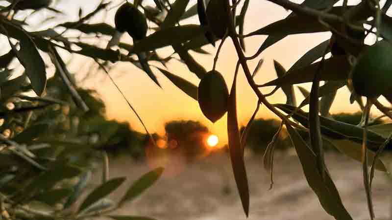 Hinterland_Sundown.Bild.HinterlandPR.quer Hinterland Olivenbaum - Sonnenunterlang