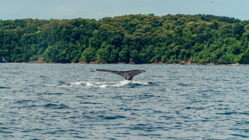 Isla-del-Caño-Puntarenas-2.Bild© Costa Rica Tourism Board Isla-del-Caño-Puntarenas-2.Bild© Costa Rica Tourism Board