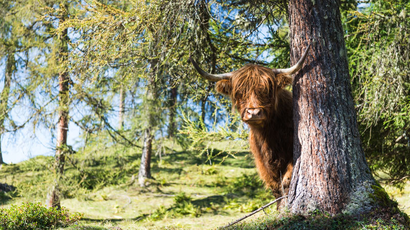 Kesselgrub_2018_Lackenkogel.Bild.Matthias-Fritzenwallner.quer Kesselgrub Lackenkogel