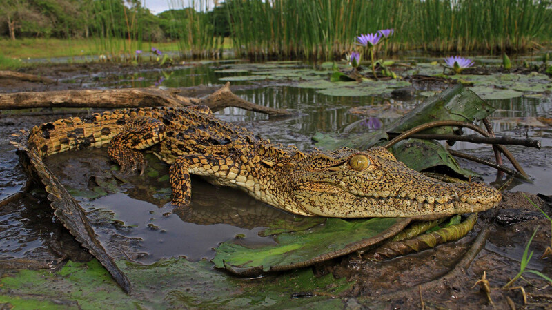 Krokodil_Le Bonheur Reptile Adventures Krokodil Foto: FB Le Bonheur Reptile Adventures