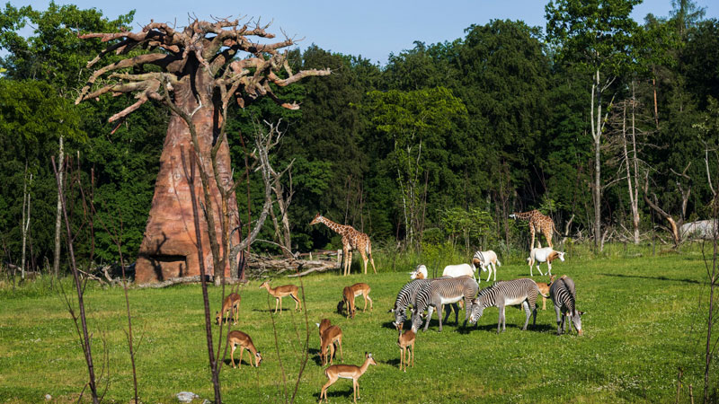 Lewa_savanne_zoo_zuerich_Pressefoto-Fotograf-Goran Basic