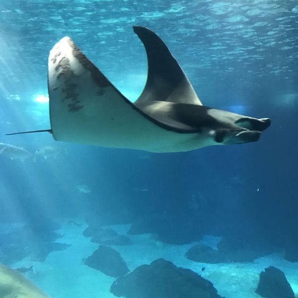 Manta-Rochen Manta-Rochen