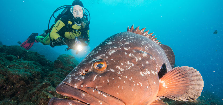 MANTADIVING_zacki_yellow.Bild.Mantadiving.quer Manta Diving - Tauchkurs