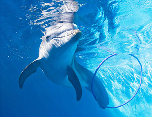 mediakitcover_delphin_winter