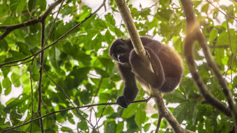 Mono-Congo-Corcovado-Puntar.Bild© Costa Rica Tourism Board Mono-Congo-Corcovado-Puntar.Bild© Costa Rica Tourism Board
