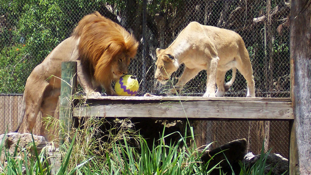 Wer in Naples oder Marco Island Ferien macht, dem können wir einen Besuch im Naples-Zoo sehr empfehlen. Besonders kleinere Kinder haben hier ihren Spaß an den exotischen Tieren und durch die Mangrovenbäume kommt richtiges Dschungel-Feeling auf.