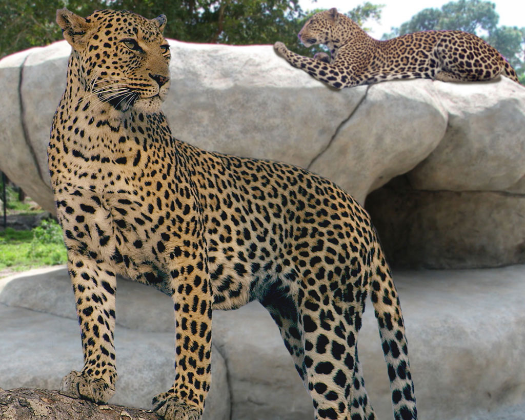 nz-leopard-rock Napels Zoo - Leopard