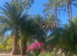 Seaside Palm Beach Hotel - Palmen im Garten Bild. Trips4kids.de