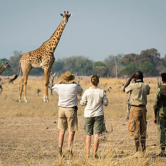 Robin Pope Safaris Erlebnisse Sambia - Giraffen Bild: Diamonde PR