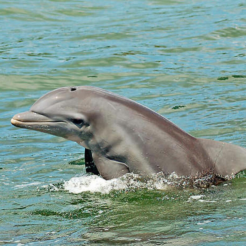 Delfine in Florida. Bild.T4K. Delfine in Florida