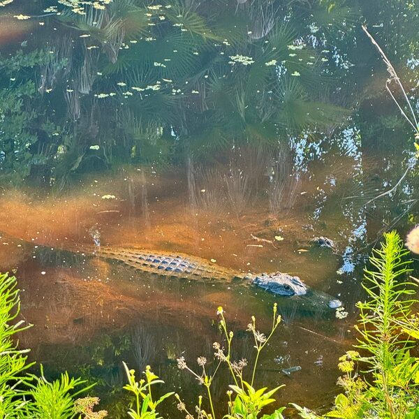 Sebring_Alligator_Highlands_Hammock Sebring_Alligator_Highlands_Hammock Foto: © Andrea Fischer, Trips4Kids.de