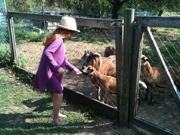 steiermark.Bauernhof.Lili.online