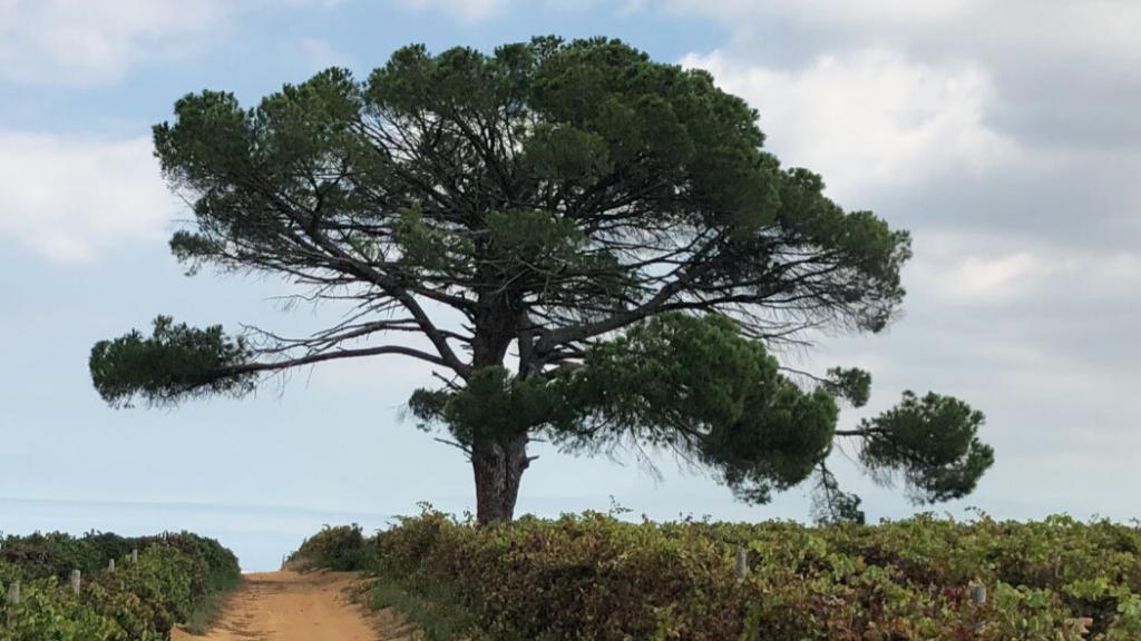 Stellenbosch-Baum.Bild.T4K.quer Stellenbosch Baum