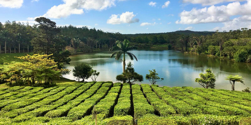 Teeplantage-Mauritius Teeplantage-Mauritius