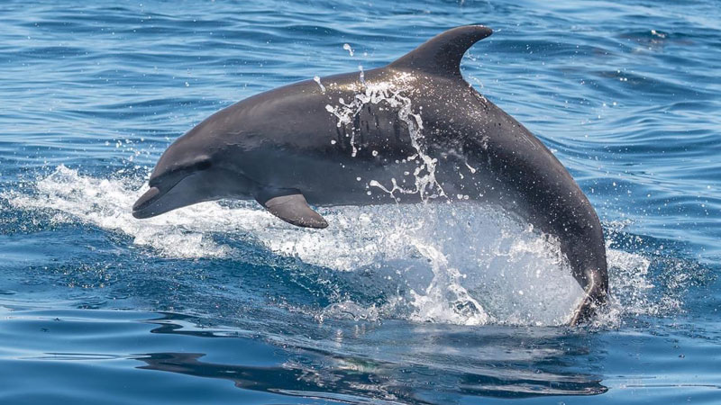 Teneriffa_Whale_Bild.LandmarPR.quer Teneriffa Whale Watching