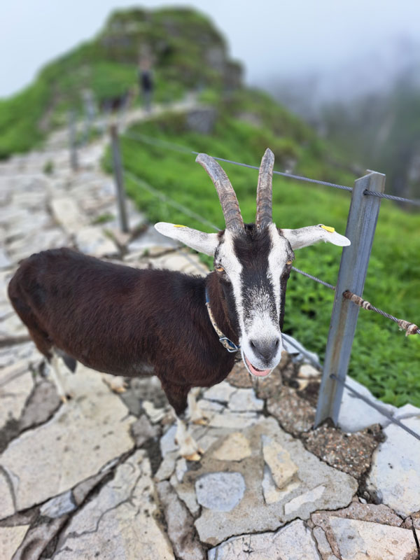 Tessin - Ziege am Berg