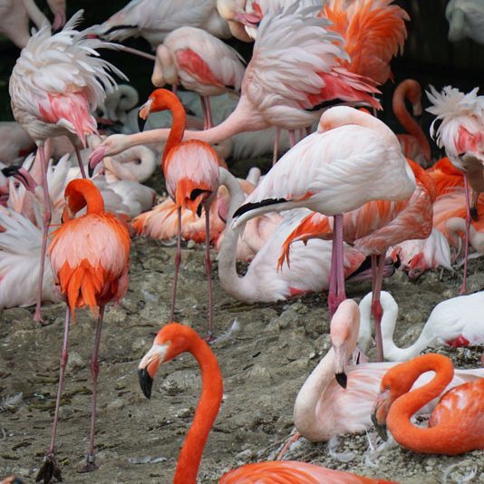 München Tierpark-Hellabrunn-Flamingos.Bild@A.Schmelter.3 Tierpark Hellabrunn Flamingos