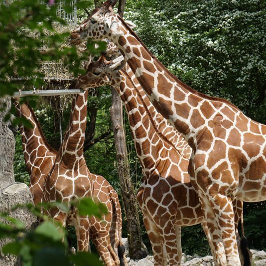 Tierpark-Hellabrunn-Giraffen.Bild@A.Schmelter.2 Tierpark Hellabrunn Giraffen